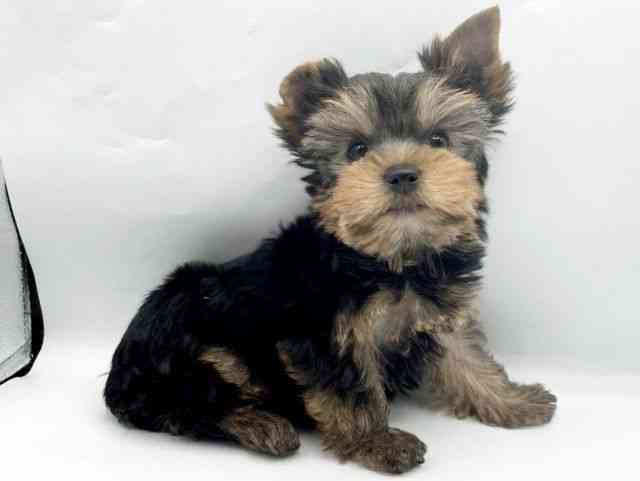 奈良県のヨークシャーテリア (ひごペットフレンドリートナリエ大和高田店/2025年11月9日生まれ/男の子/スチールブルータン)の子犬の3枚目の画像