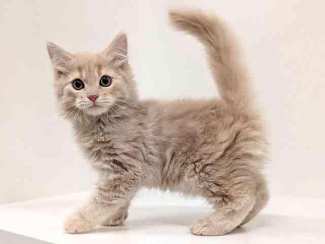 福岡県のスコティッシュフォールド (ひごペットフレンドリーリバーウォーク北九州店/2025年11月6日生まれ/男の子/クリームタビー)の子猫の3枚目の画像