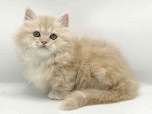 大阪府のミヌエット (ひごペットフレンドリーららぽーとEXPOCITY店/2025年11月5日生まれ/男の子/クリームタビー)の子猫の3枚目の画像