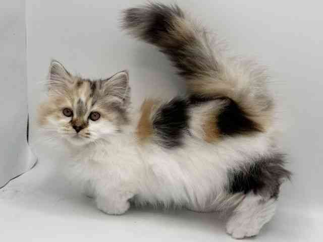 大阪府のミヌエット (ひごペットフレンドリーみのおキューズモール店/2025年11月5日生まれ/女の子/キャリコ)の子猫の3枚目の画像