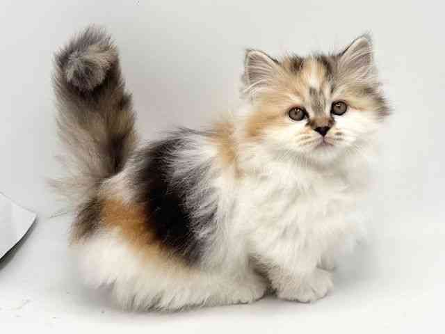 大阪府のミヌエット (ひごペットフレンドリーみのおキューズモール店/2025年11月5日生まれ/女の子/キャリコ)の子猫の3枚目の画像