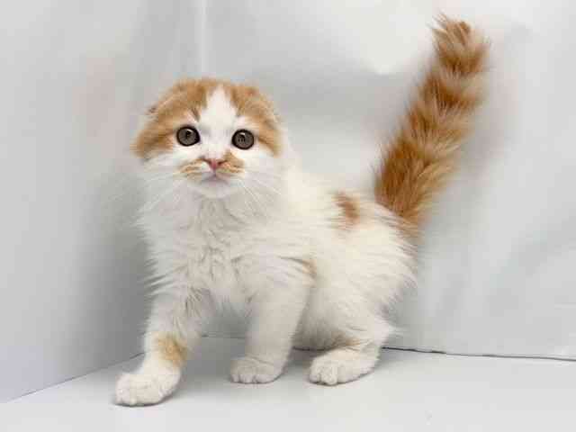 京都府のスコティッシュフォールド (ひごペットフレンドリー洛北阪急スクエア店/2025年11月4日生まれ/男の子/レッドタビーホワイトバン)の子猫の3枚目の画像