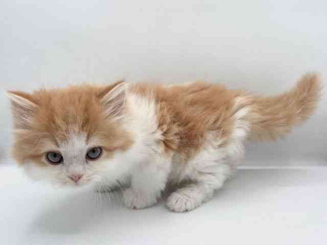 島根県のスコティッシュフォールド (ひごペットフレンドリーイオン松江ショッピングセンター店/2025年11月7日生まれ/男の子/レッドタビーホワイト)の子猫の3枚目の画像