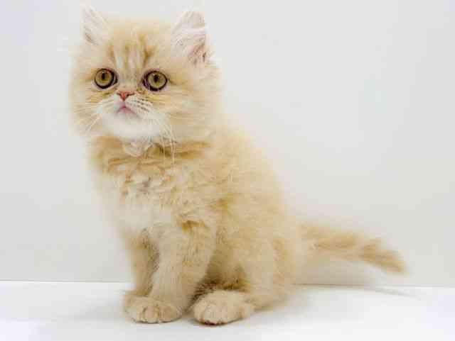 広島県のエキゾチック (ひごペットフレンドリーフジグラン神辺店/2025年11月7日生まれ/男の子/クリームタビー)の子猫の3枚目の画像