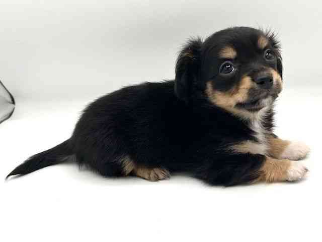 京都府のチワックス(チワワ×ダックス) (ひごペットフレンドリーイオンモール高の原店/2025年11月8日生まれ/女の子/ブラックタン)の子犬の3枚目の画像