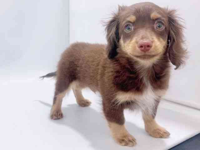 大阪府のチワックス(チワワ×ダックス) (ひごペットフレンドリーイズミヤショッピングセンター千里丘店/2025年11月8日生まれ/男の子/チョコレートタン)の子犬の3枚目の画像