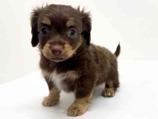 大阪府のチワックス(チワワ×ダックス) (ひごペットフレンドリーくずはモール店/2025年11月8日生まれ/男の子/チョコレートタン)の子犬の3枚目の画像