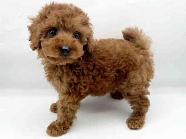 奈良県のトイプードル(トイ) (ひごペットフレンドリートナリエ大和高田店/2025年11月7日生まれ/男の子/レッドフォーン)の子犬の3枚目の画像