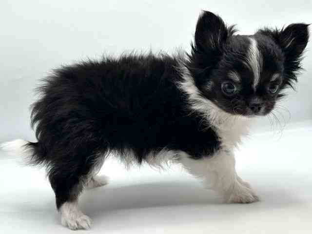 香川県のチワワ(ロング) (ひごペットフレンドリーゆめタウン高松店/2025年11月1日生まれ/女の子/ブラックタンホワイト)の子犬の3枚目の画像