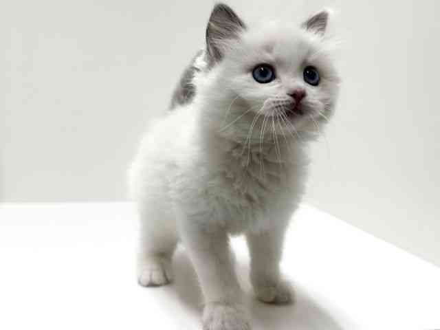 愛知県のラグドール (ひごペットフレンドリーららぽーと名古屋みなとアクルス店/2025年11月5日生まれ/男の子/ブルーポイントバイカラー)の子猫の3枚目の画像