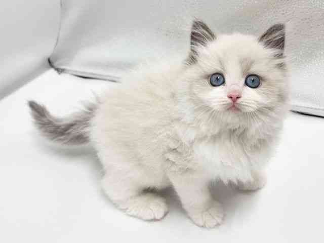 大阪府のラグドール (ひごペットフレンドリーイオンタウン豊中庄内店/2025年11月5日生まれ/男の子/ブルーポイントバイカラー)の子猫の3枚目の画像