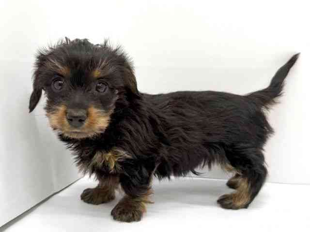 大阪府のハーフ犬・ミックス犬 (ひごペットフレンドリーイオンタウン茨木太田店/2025年11月8日生まれ/男の子/スチールブルータン)の子犬の3枚目の画像