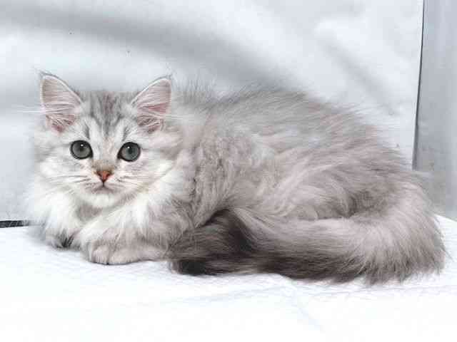 大阪府のミヌエット (ひごペットフレンドリー堺プラットプラット店/2025年11月9日生まれ/女の子/チンチラシルバー)の子猫の3枚目の画像