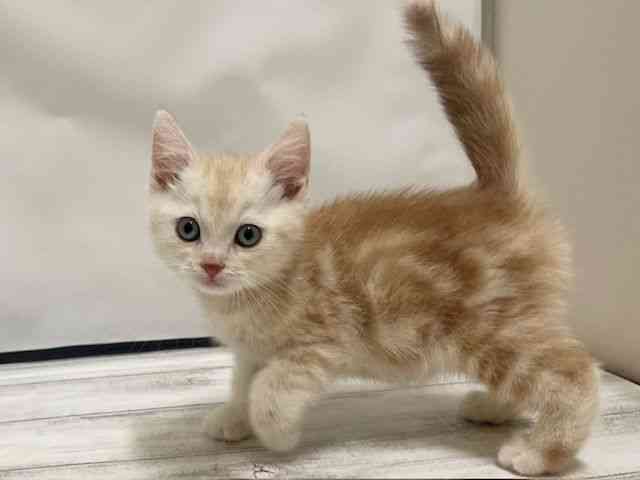 和歌山県のアメリカンショートヘアー (ひごペットフレンドリーパームシティ和歌山店/2025年11月10日生まれ/男の子/カメオタビー)の子猫の3枚目の画像