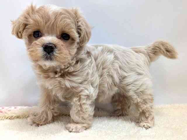 広島県のマルプー(マルチーズ×プードル) (ひごペットフレンドリーゆめタウン廿日市店/2025年11月8日生まれ/女の子/アプリコット)の子犬の3枚目の画像