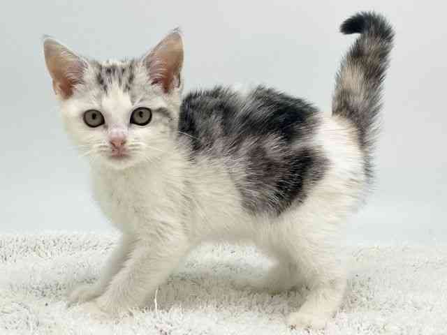 島根県のキンカロー (ひごペットフレンドリーイオンモール出雲店/2025年11月8日生まれ/女の子/シルバーパッチドタビーホワイト)の子猫の3枚目の画像