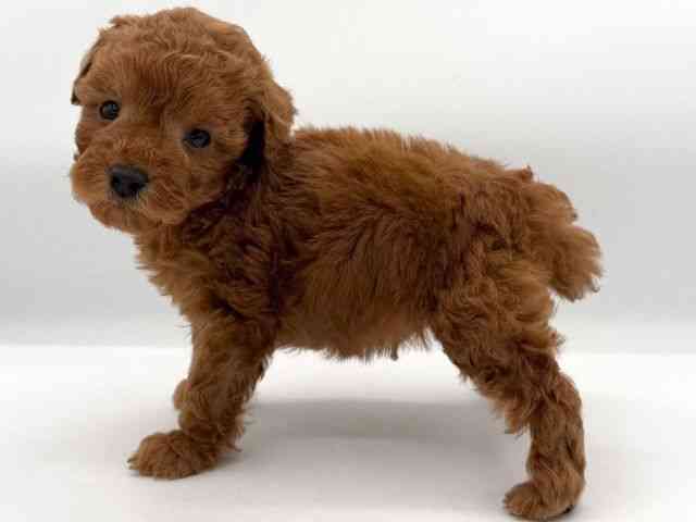 大阪府のトイプードル(トイ) (ひごペットフレンドリーイオンそよら海老江店/2025年11月8日生まれ/男の子/レッド)の子犬の3枚目の画像