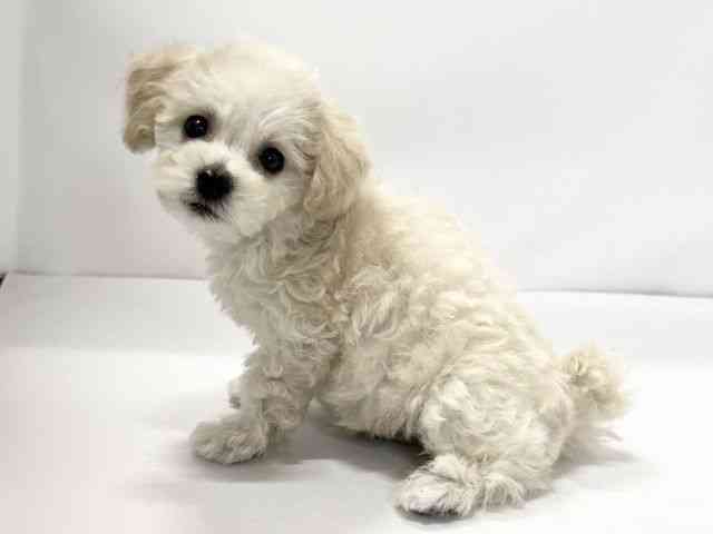 愛媛県のビションプー(ビションフリーゼ×プードル) (ひごペットフレンドリーイオンモール今治新都市店/2025年11月8日生まれ/男の子/クリーム)の子犬の3枚目の画像