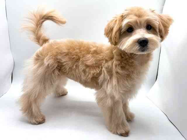 奈良県のマルプー(マルチーズ×プードル) (ひごペットフレンドリー田原本店/2025年11月10日生まれ/女の子/クリーム)の子犬の3枚目の画像