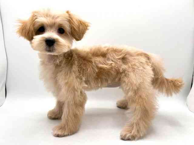 奈良県のマルプー(マルチーズ×プードル) (ひごペットフレンドリー田原本店/2025年11月10日生まれ/女の子/クリーム)の子犬の3枚目の画像