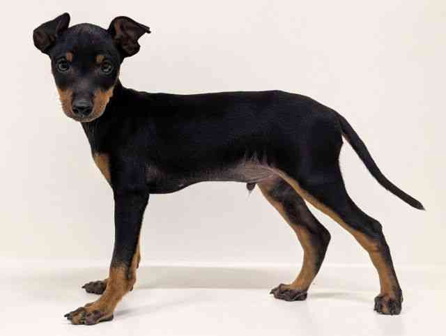 福岡県のトイマンチェスターテリア (ひごペットフレンドリーリバーウォーク北九州店/2025年11月6日生まれ/男の子/ブラックタン)の子犬の3枚目の画像