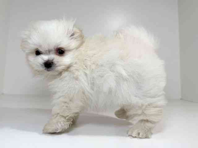 兵庫県のポメマル/マルポメ(ポメラニアン×マルチーズ) (ひごペットフレンドリーイトーヨーカドー明石店/2025年11月9日生まれ/男の子/クリーム)の子犬の3枚目の画像