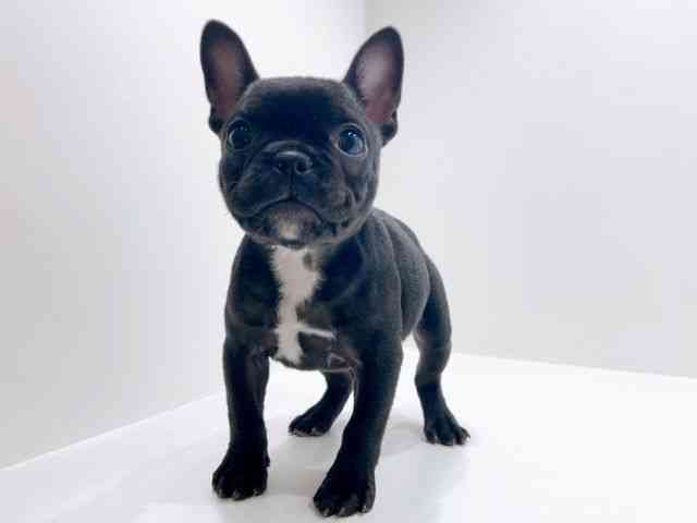 広島県のフレンチブルドッグ (ひごペットフレンドリーフジグラン神辺店/2025年11月8日生まれ/女の子/ブリンドル)の子犬の3枚目の画像