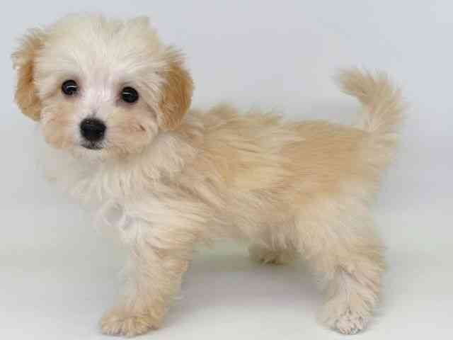 大阪府のハーフ犬・ミックス犬 (ひごペットフレンドリー瓜破店/2025年11月9日生まれ/女の子/クリーム)の子犬の3枚目の画像