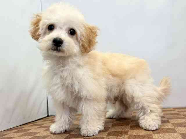 愛媛県のハーフ犬・ミックス犬 (ひごペットフレンドリーエミフルMASAKI店/2025年11月9日生まれ/男の子/クリーム)の子犬の3枚目の画像