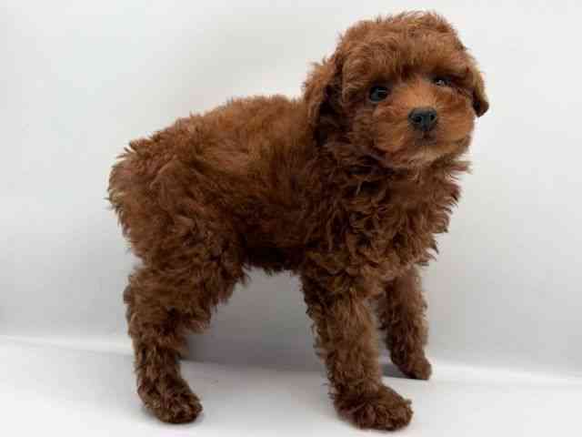 島根県のトイプードル(トイ) (ひごペットフレンドリーイオン松江ショッピングセンター店/2025年11月8日生まれ/男の子/レッド)の子犬の3枚目の画像