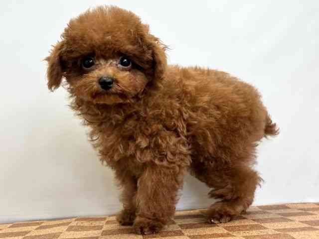 愛媛県のトイプードル(トイ) (ひごペットフレンドリーエミフルMASAKI店/2025年11月5日生まれ/男の子/レッド)の子犬の3枚目の画像