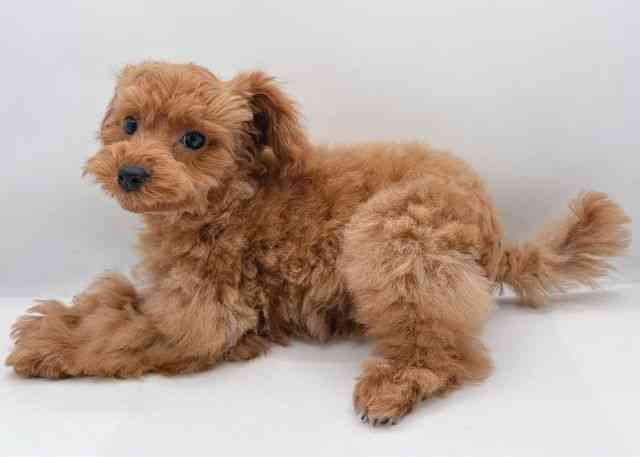 島根県のトイプードル(トイ) (ひごペットフレンドリーイオン松江ショッピングセンター店/2025年11月10日生まれ/女の子/オレンジフォーン)の子犬の3枚目の画像