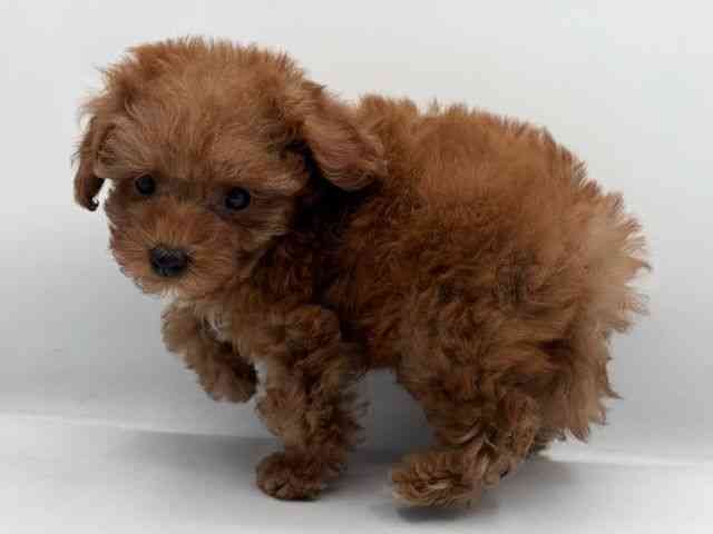 島根県のトイプードル(トイ) (ひごペットフレンドリーイオン松江ショッピングセンター店/2025年11月10日生まれ/女の子/オレンジフォーン)の子犬の3枚目の画像