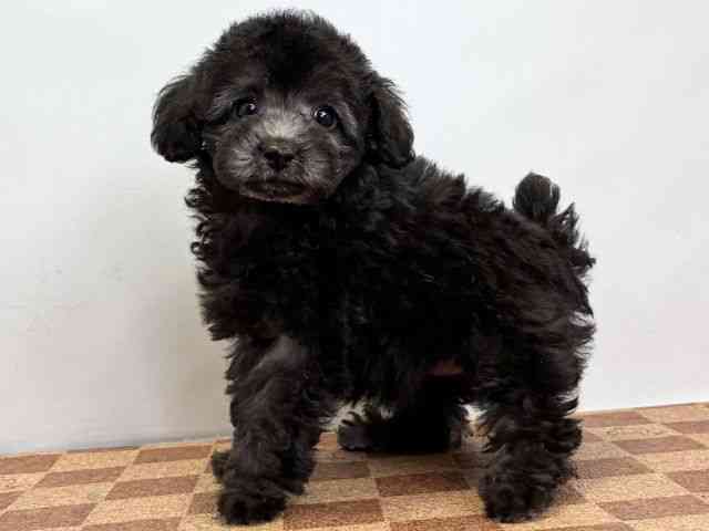 愛媛県のトイプードル(トイ) (ひごペットフレンドリーエミフルMASAKI店/2025年11月10日生まれ/女の子/グレー)の子犬の3枚目の画像