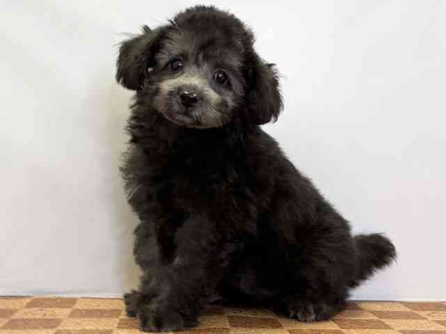 愛媛県のトイプードル(トイ) (ひごペットフレンドリーエミフルMASAKI店/2025年11月10日生まれ/女の子/グレー)の子犬の3枚目の画像