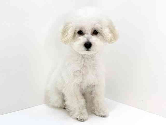 大阪府のトイプードル(トイ) (ひごペットフレンドリーいこらもーる泉佐野店/2025年11月9日生まれ/女の子/ペールフォーン)の子犬の3枚目の画像