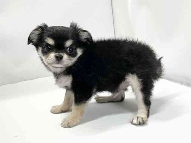 愛媛県のチワワ(ロング) (ひごペットフレンドリーイオンモール今治新都市店/2025年11月9日生まれ/男の子/ブラックタン)の子犬の3枚目の画像