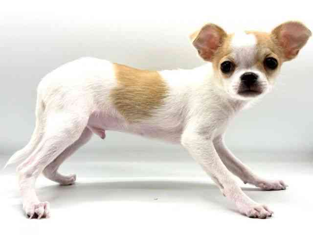 愛知県のチワワ(スムース) (ひごペットフレンドリーヴィアモール アピタ江南西店/2025年11月9日生まれ/男の子/パーティーカラー)の子犬の3枚目の画像