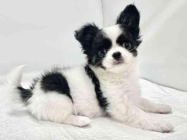 高知県のチワワ(ロング) (ひごペットフレンドリーイオンモール高知店/2025年11月10日生まれ/女の子/ブラックホワイト)の子犬の3枚目の画像