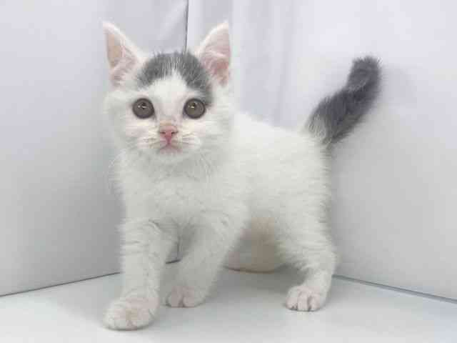 兵庫県のブリティッシュショートヘアー (ひごペットフレンドリーイオンタウン加古川店/2025年10月11日生まれ/男の子/ブルーホワイト)の子猫の3枚目の画像
