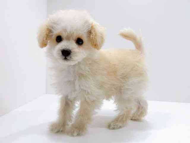 広島県のトイプードル(トイ) (ひごペットフレンドリーフジグラン神辺店/2025年11月9日生まれ/男の子/ホワイト)の子犬の3枚目の画像