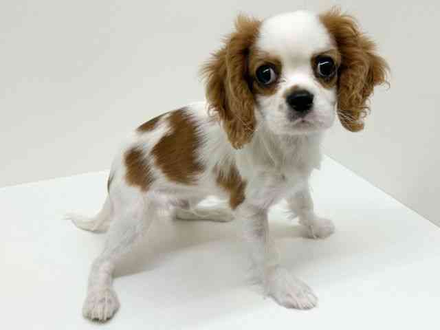 兵庫県のキャバリアキングチャールズスパニエル (ひごペットフレンドリーブルメールHAT神戸店/2025年11月9日生まれ/男の子/ブレンハイム)の子犬の3枚目の画像