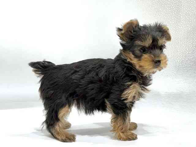 愛知県のヨークシャーテリア (ひごペットフレンドリーヴィアモール アピタ江南西店/2025年11月9日生まれ/女の子/スチールブルータン)の子犬の3枚目の画像