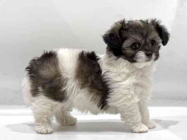 愛知県のハーフ犬・ミックス犬 (ひごペットフレンドリーヴィアモール アピタ江南西店/2025年11月9日生まれ/女の子/ブラックホワイト)の子犬の3枚目の画像