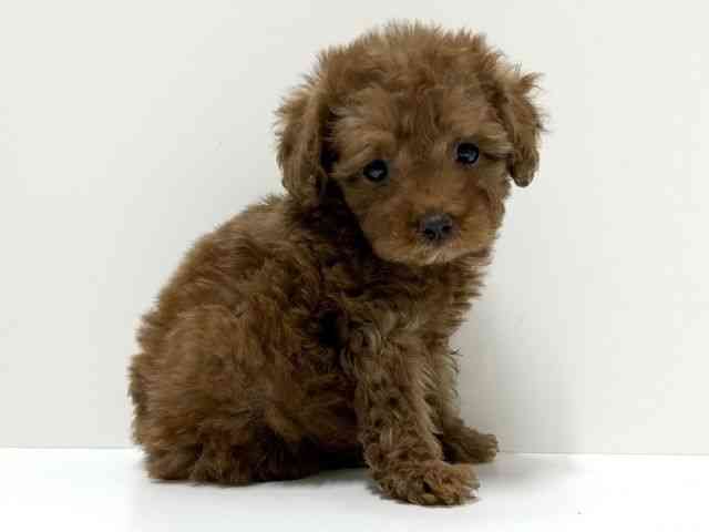 愛知県のトイプードル(トイ) (ひごペットフレンドリーららぽーと名古屋みなとアクルス店/2025年11月8日生まれ/女の子/レッド)の子犬の3枚目の画像