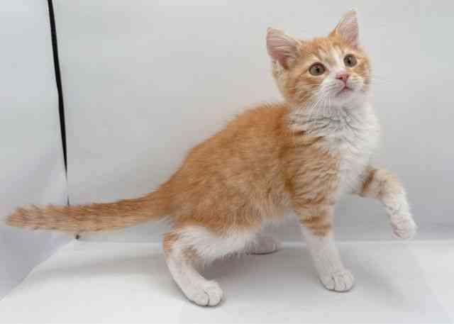 島根県のミヌエット (ひごペットフレンドリーイオン松江ショッピングセンター店/2025年11月10日生まれ/男の子/レッドタビーホワイト)の子猫の3枚目の画像