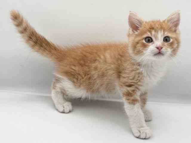 島根県のミヌエット (ひごペットフレンドリーイオン松江ショッピングセンター店/2025年11月10日生まれ/男の子/レッドタビーホワイト)の子猫の3枚目の画像