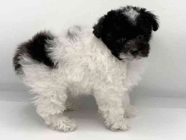 大阪府のトイプードル(トイ) (ひごペットフレンドリーららぽーとEXPOCITY店/2025年11月8日生まれ/女の子/ブラックホワイト)の子犬の3枚目の画像