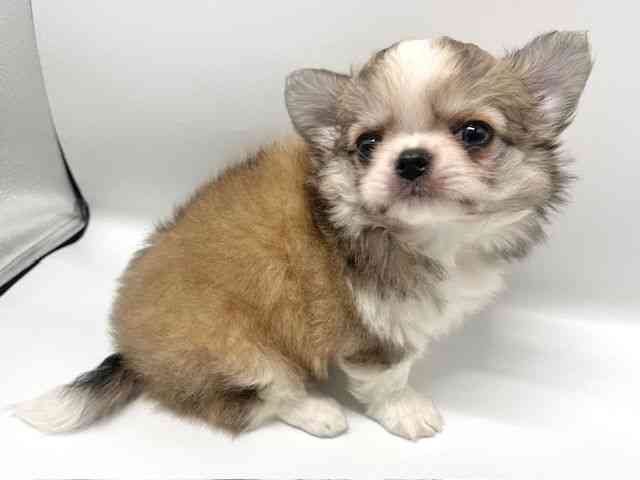 大阪府のチワワ(ロング) (ひごペットフレンドリーイオンタウン豊中庄内店/2025年11月4日生まれ/男の子/フォーンホワイト)の子犬の3枚目の画像