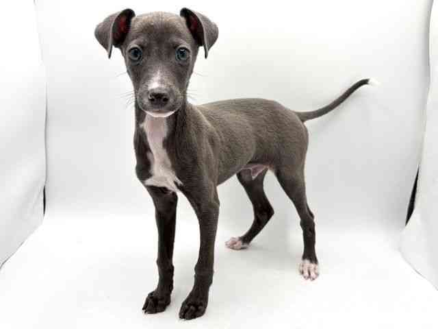 奈良県のイタリアングレーハウンド (ひごペットフレンドリー田原本店/2025年11月8日生まれ/男の子/ブルーホワイト)の子犬の3枚目の画像